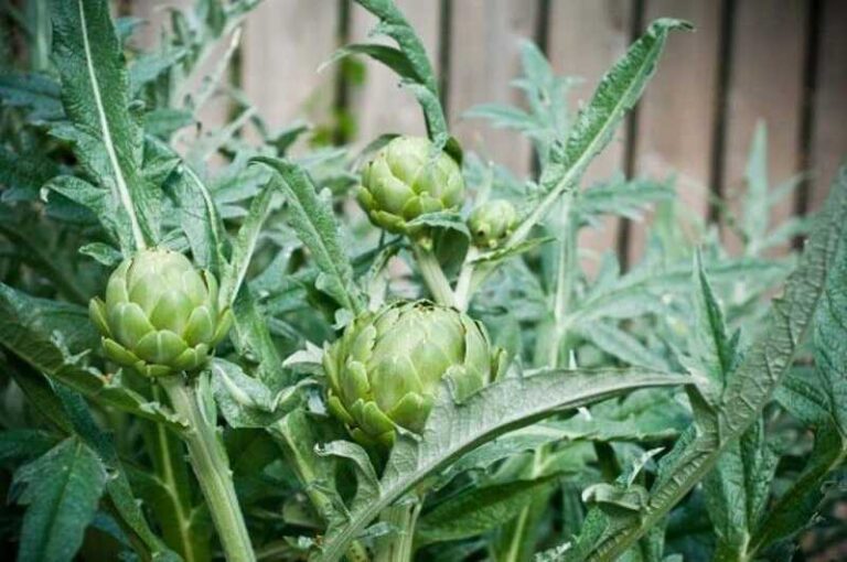 Articsóka, a mutatós csemege