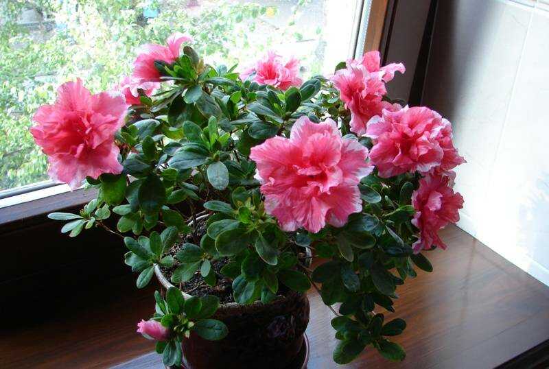 Azálea (Rhododendron simsii) azálea