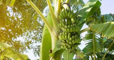 banánfa