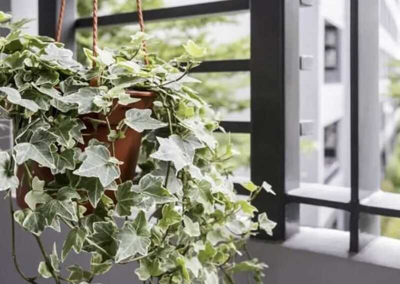 Borostyán – örökzöld kúszónövény Borostyán