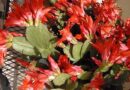 Húsvéti kaktusz virágoztatása, gondozása