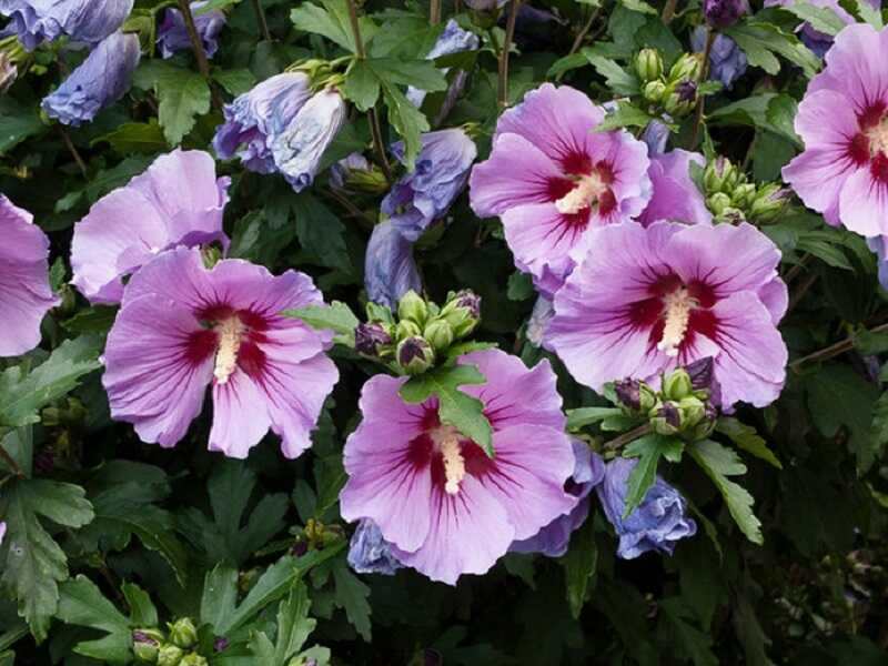 Mályvacserje – a selymes virágkehely Mályvacserje (Hibiscus syriacus)