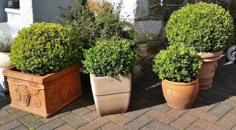 Így lesz szép a puszpáng, vagy buxus bokor Örökzöld puszpáng (Buxus sempervirens)
