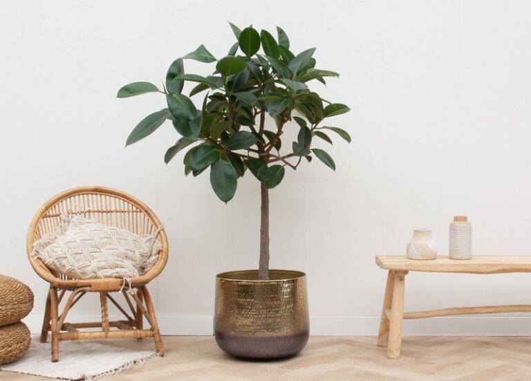 Szobafikusz: a tökéletes növény a belső térben