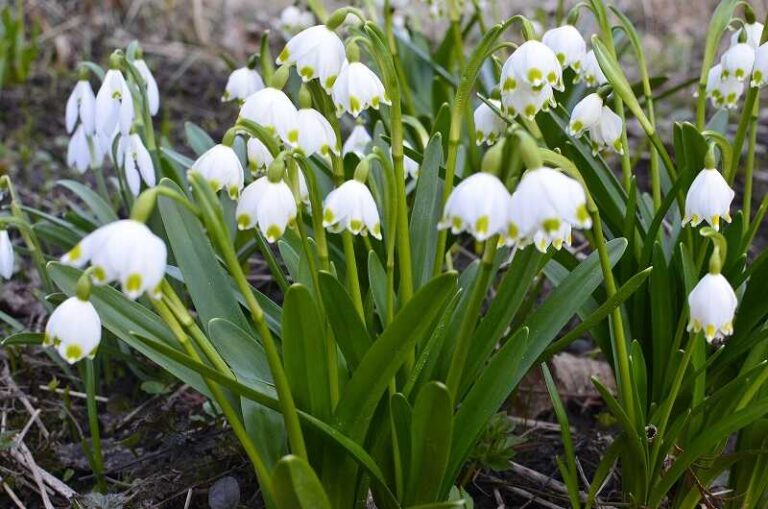 Tőzike – bájosan bókoló harangok