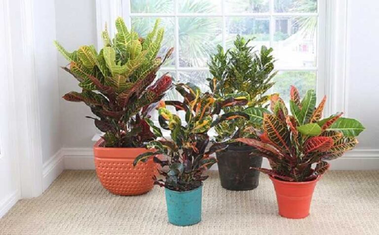 kroton (Codiaeum variegatum)