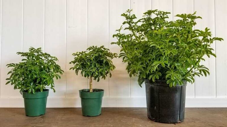 Így lesz dúsan növő a sugárarália sugárarália (Schefflera arboricola)