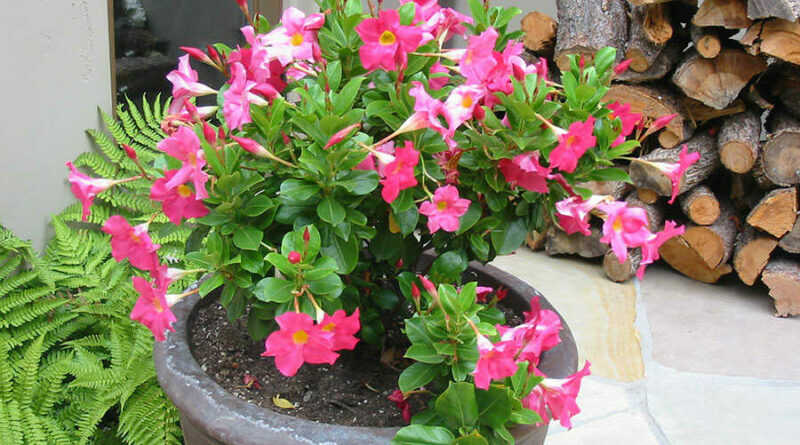 Tölcsérjázmin; a hosszantartó, gazdag virágzás tölcsérjázmin