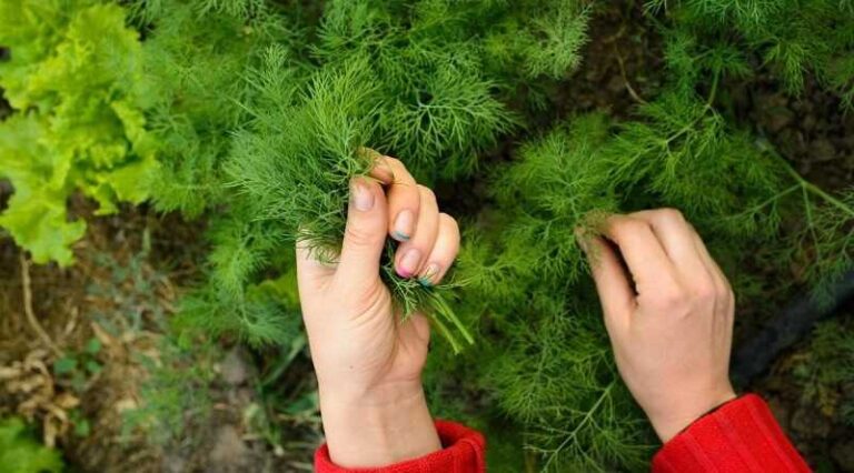 Kapor (Anethum graveolens)