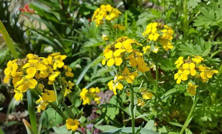 Sárgaviola – Az elhanyagolt kerti csoda