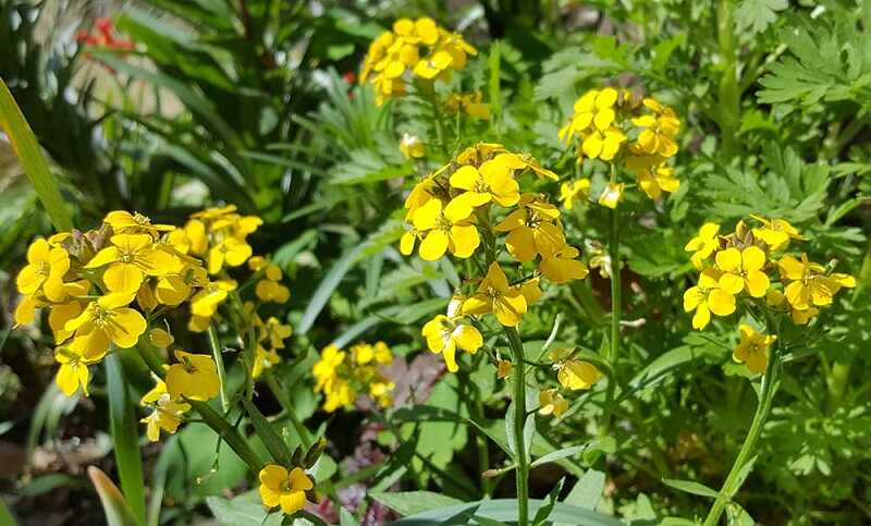 Sárgaviola – Az elhanyagolt kerti csoda Sárgaviola (Erysimum cheiri)