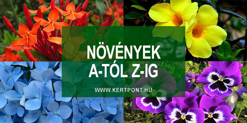 Kertpont kertészeti magazin, növények, virágok, kert gondozás