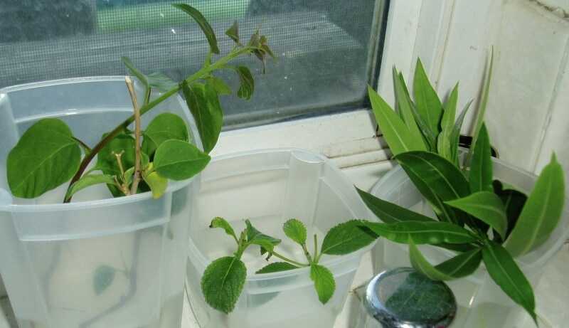 Leander szaporítása 8. lépésben Leander szaporítása hajtásról