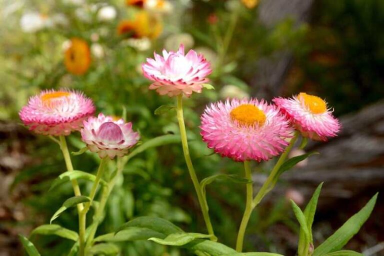 Szalmarózsa – A sokszínű nyári virág