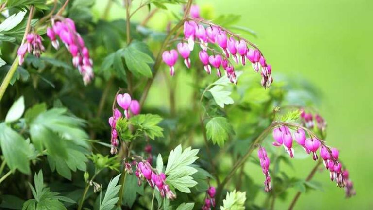 Szívvirág – Ezzel a virággal meghódíthatod a párod szívét!