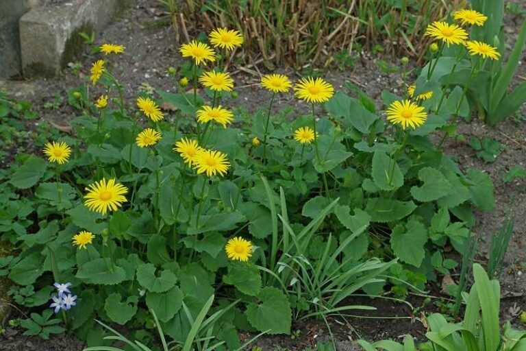 A védett zergevirág Zergevirág (Doronicum orientale)