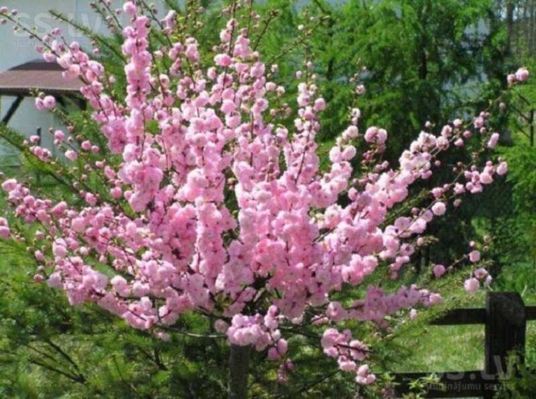 Babarózsa bokor (Prunus triloba)