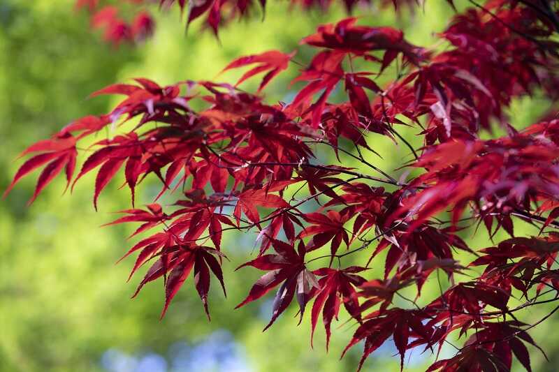 Hogyan neveljünk lenyűgöző, japán juhart a kertünkben? Japán juhar (Acer palmatum)