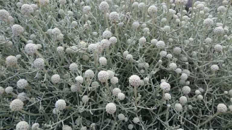 Párnacserje (Leucophyta brownii)