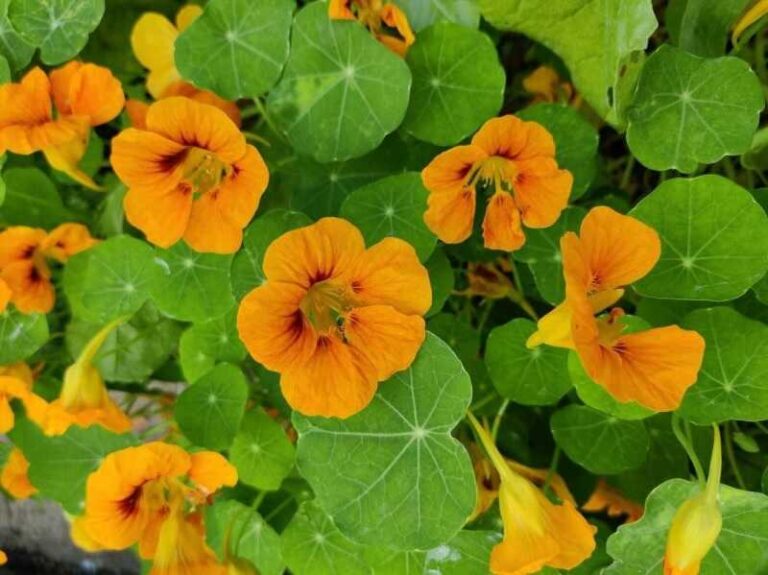 Sarkantyúka, a színes kúszónövény