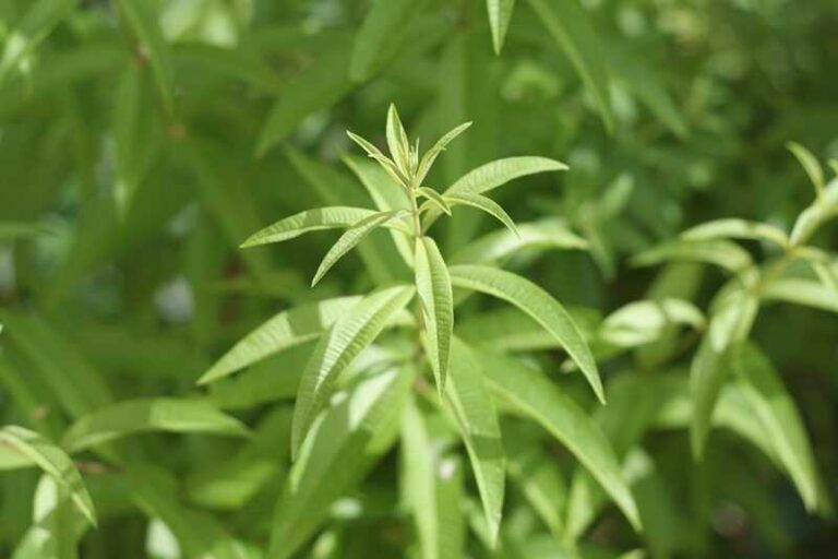 Citromverbéna, a természet csodája citromverbéna