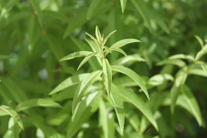 Citromverbéna, a természet csodája citromverbéna