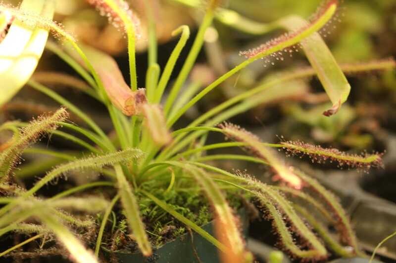Fokföldi harmatfű (Drosera capensis)