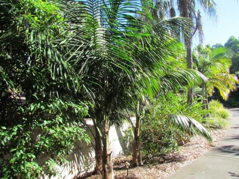 Kenciapálma (Howea forsteriana)