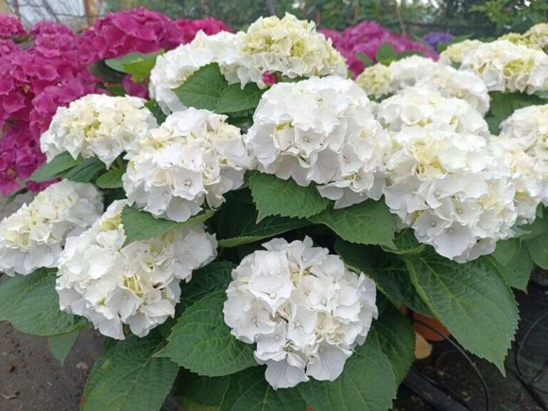 Titok a kertben: Így nevelj tökéletes hortenziát! kerti hortenzia