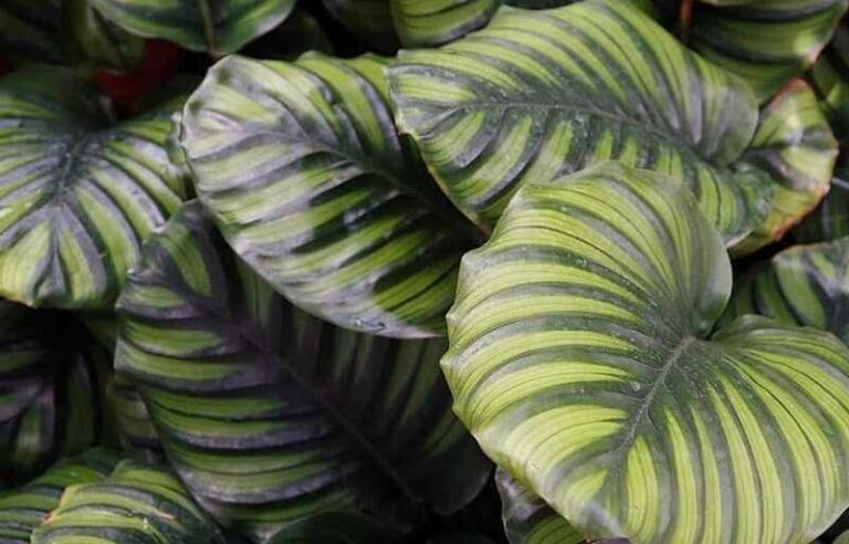 Dzsungel az otthonodban: praktikák a zebralevél gondozásához