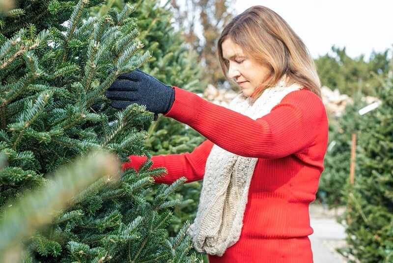 Így válassza ki a legszebb karácsonyfát Fenyőfa, karácsonyfa választás