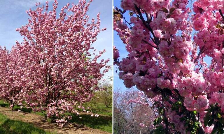 Alacsony fák elültetése