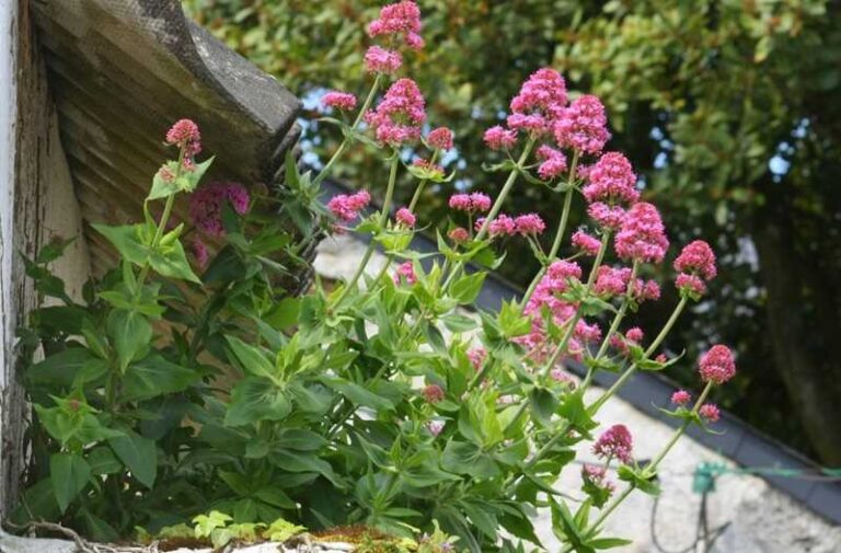 piros sarkantyúvirág (Centranthus ruber)
