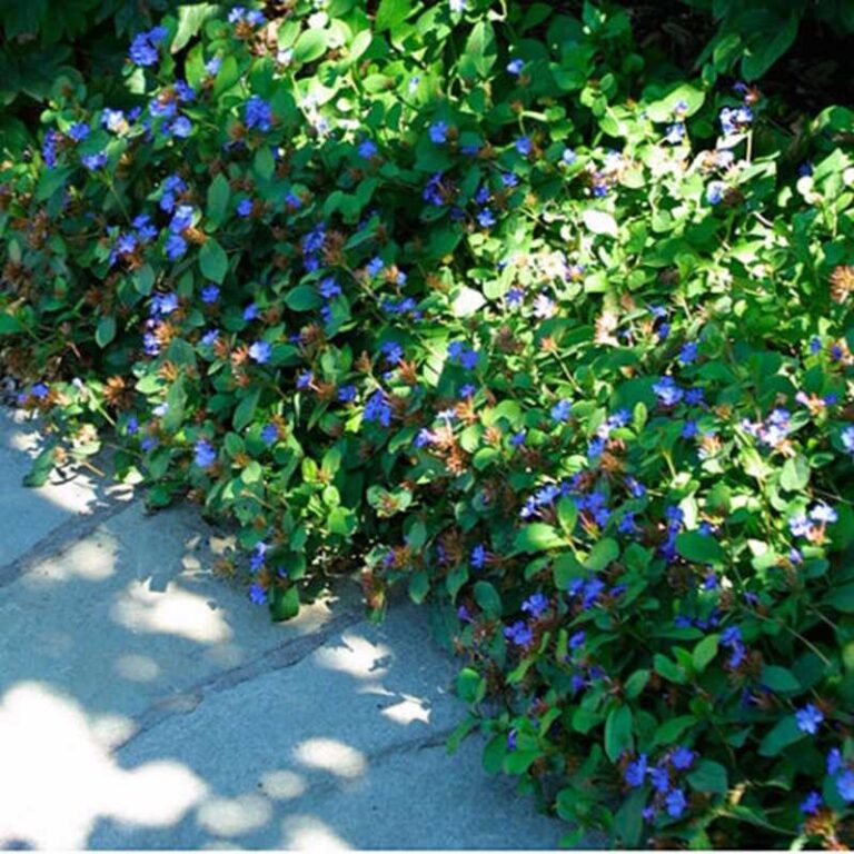 tarackoló kékgyökér (Ceratostigma plumbaginoides)