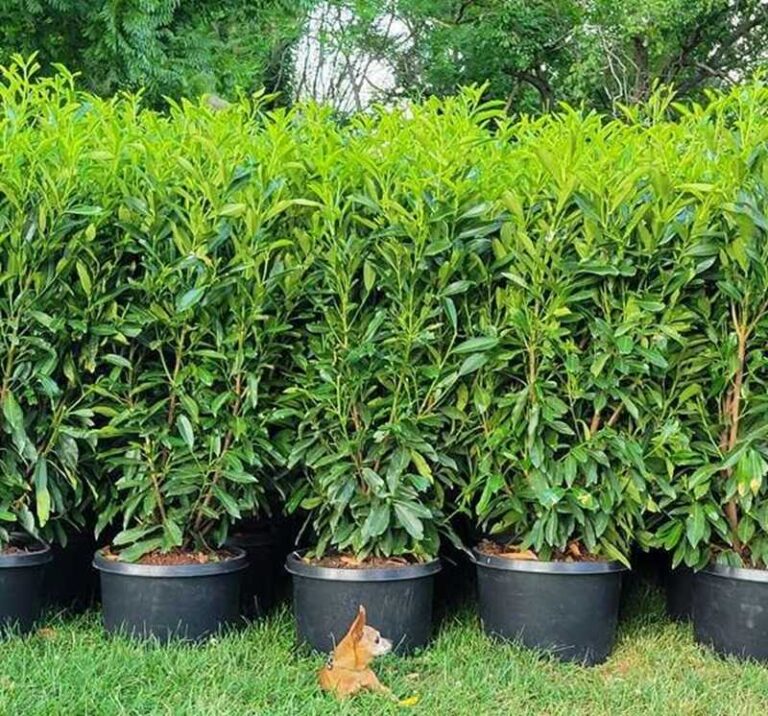 Babérmeggy, ültetéstől a szaporításig