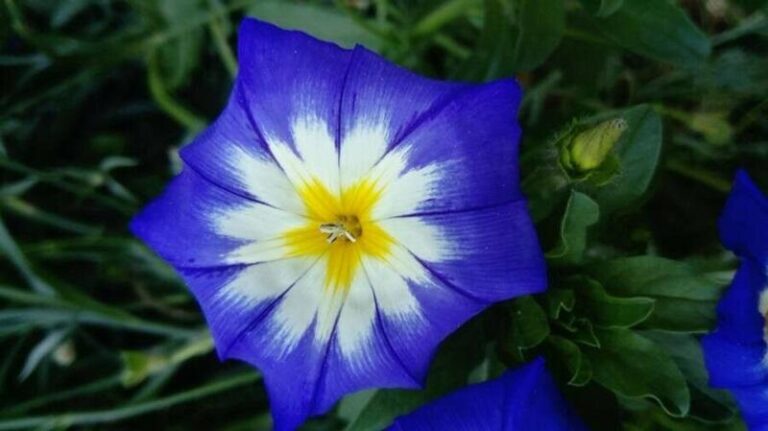 Törpe hajnalka (Háromszínű szulák) Háromszínű szulák (törpe hajnalka)