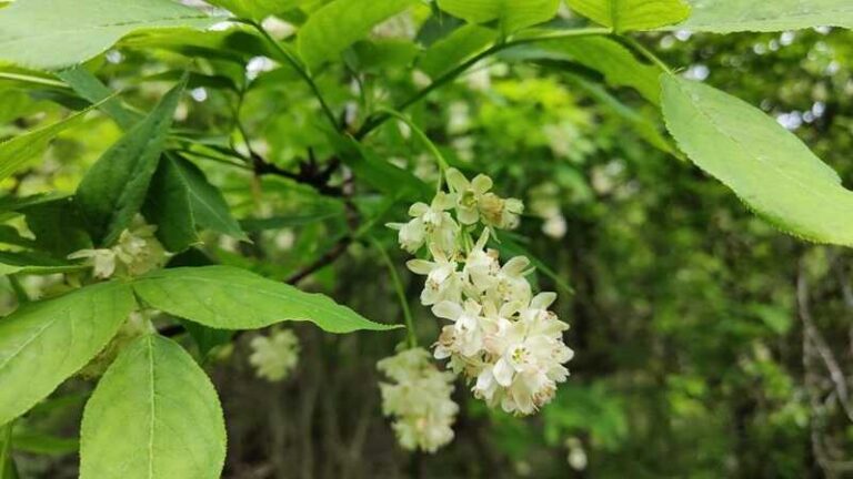 Mogyorós hólyagfa (Staphylea pinnata)