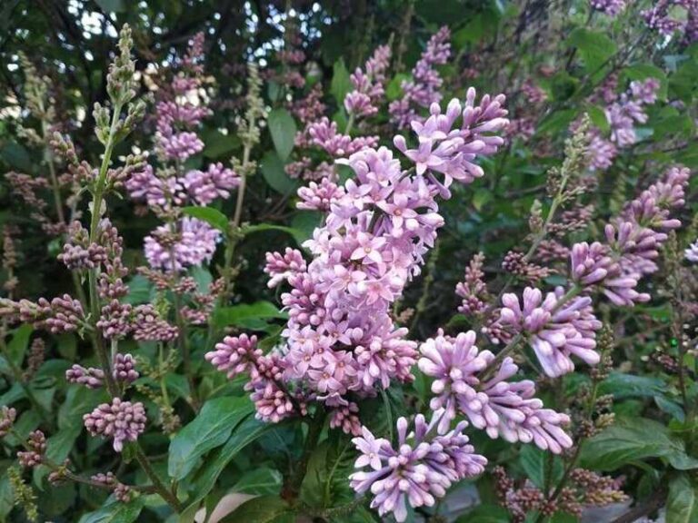 Perzsa orgona (Syringa persica) Perzsa orgona (Syringa persica)