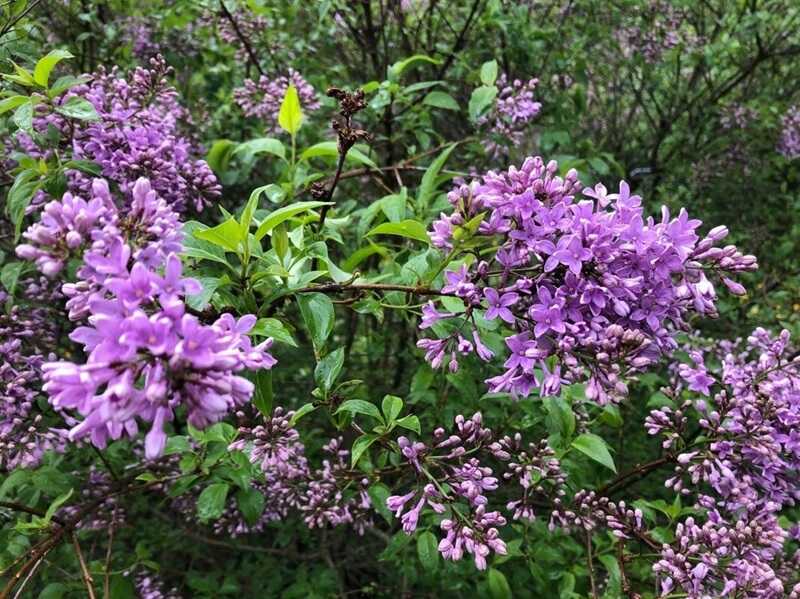 Olivier Chiodi (cc-by-sa)