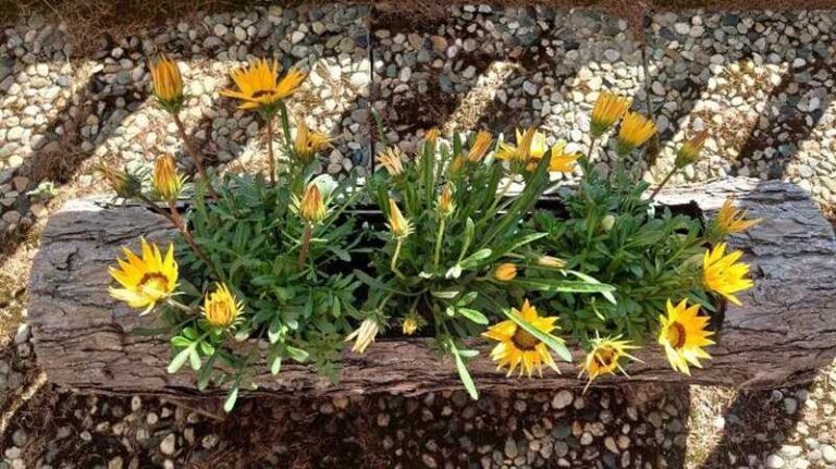 Záporvirág (Gazania): ha így gondozod gyönyörű lesz