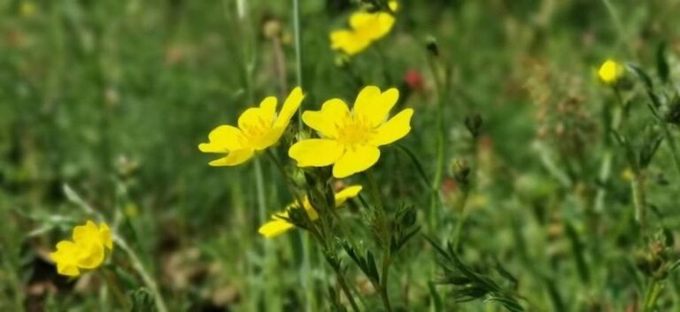 Molyhos napvirág (helianthemum nummularium) Molyhos napvirág (helianthemum nummularium)